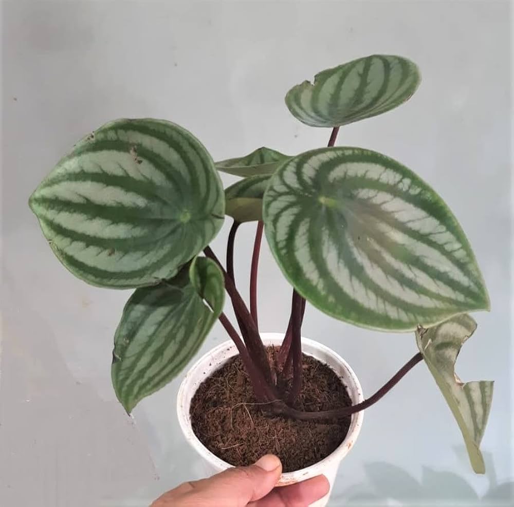 Peperomia Melon Leaves Green Plant - for planting in home garden